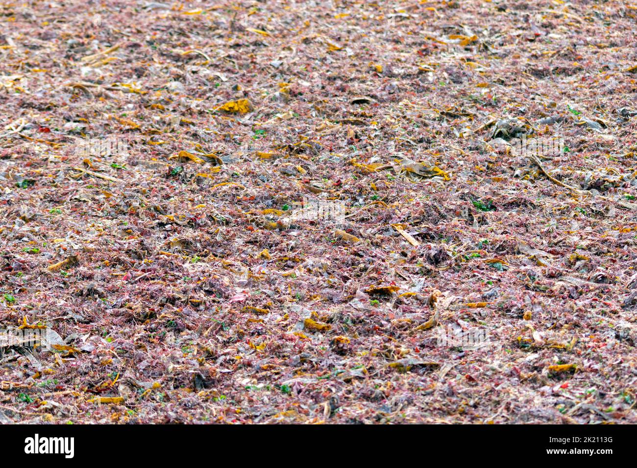 Sargassum, piante da spiaggia utilizzate per l'industria cosmetica e per scopi agricoli. Apúlia. Fertilizzante naturale oceanico per bioagricoltura. Foto Stock