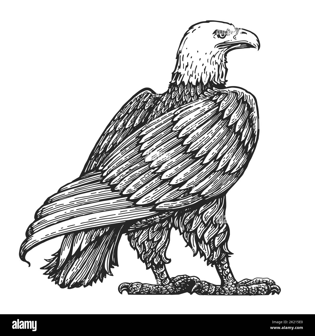 Bald Eagle in piedi dimensioni vita isolato su bianco. Disegno a mano uccello disegno vettore illustrazione in stile di incisione vintage Illustrazione Vettoriale