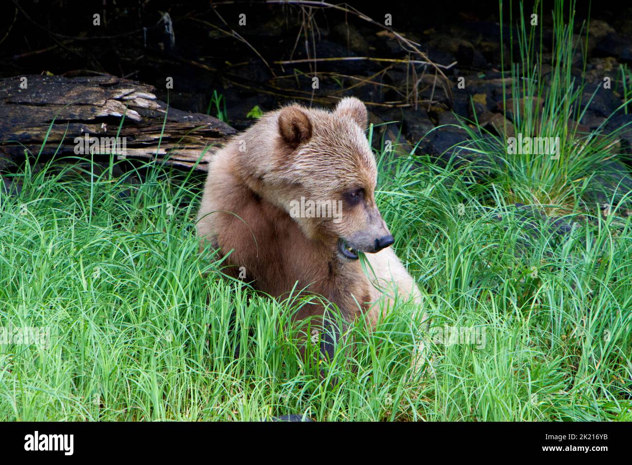 Un giovane Orso Grizzly (Ursus arctos horribilis) che si nutre di erba lungo le rive dell'insenatura Khutzeymateen a nord del Principe Rupert, BC, Canada nel mese di luglio Foto Stock
