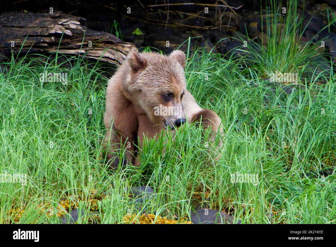 Un giovane Orso Grizzly (Ursus arctos horribilis) che si nutre di erba lungo le rive dell'insenatura Khutzeymateen a nord del Principe Rupert, BC, Canada nel mese di luglio Foto Stock