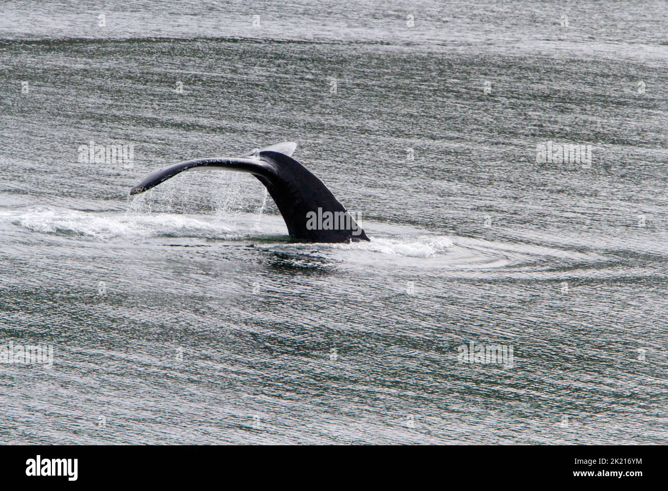 La coda di una balena Humpback (Megaptera novaeangliae) che si tuffa nell'insenatura Khutzeymateen a nord del Principe Rupert, BC, Canada nel mese di luglio Foto Stock