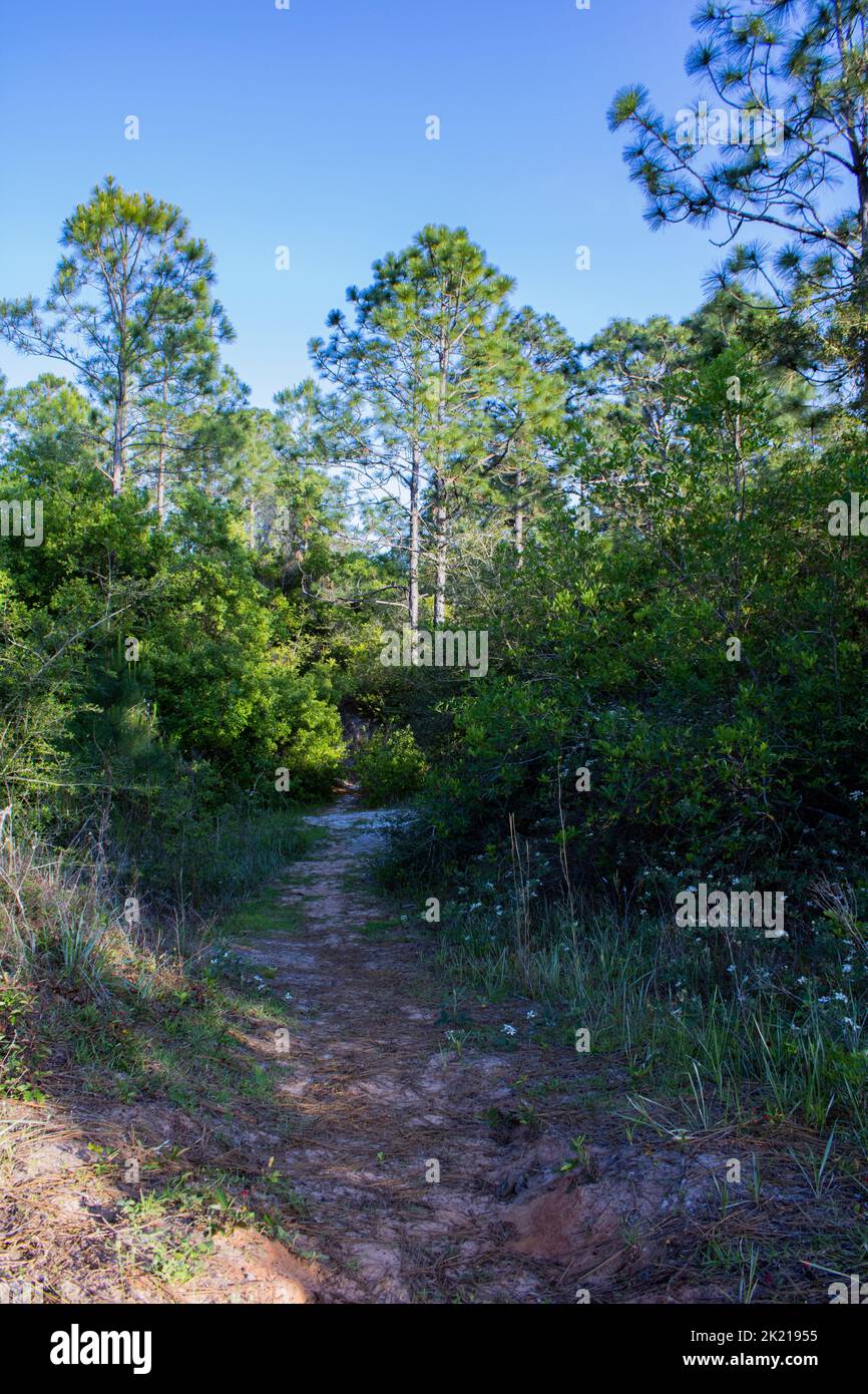 Un sentiero sabbioso che conduce attraverso un'area boscosa in Navarra Florida Foto Stock