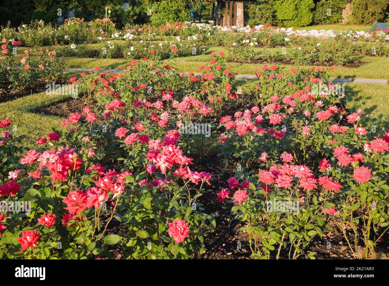 Helene de Champlain Rose Garden sull'Ile Sainte-Helene in estate, Montreal, Quebec, Canada. Foto Stock