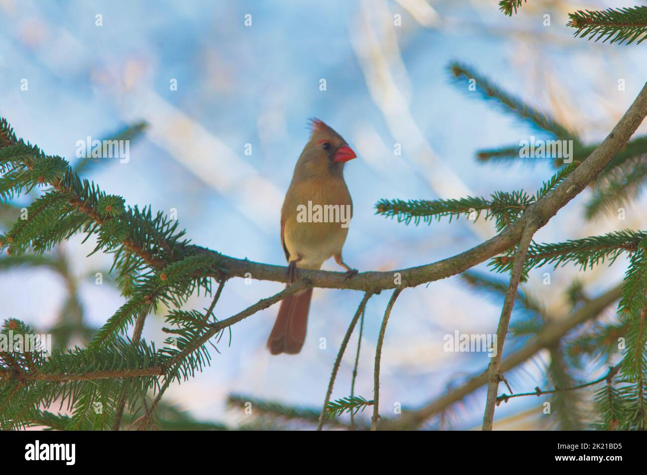 Un primo piano di un uccello cardinale settentrionale arroccato su un pino Foto Stock