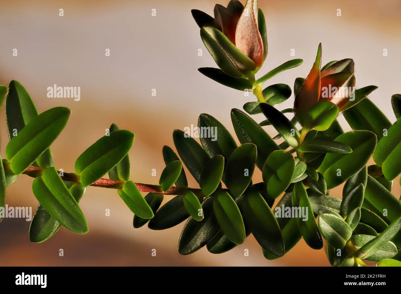 Darwinia (Darwinia citriodora) al tramonto Foto Stock