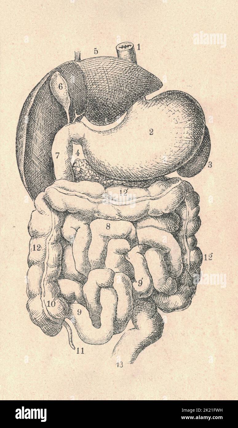 Antica illustrazione incisa del sistema digestivo di mammifero. Illustrazione vintage del sistema digestivo con legenda della figura. Foto Stock