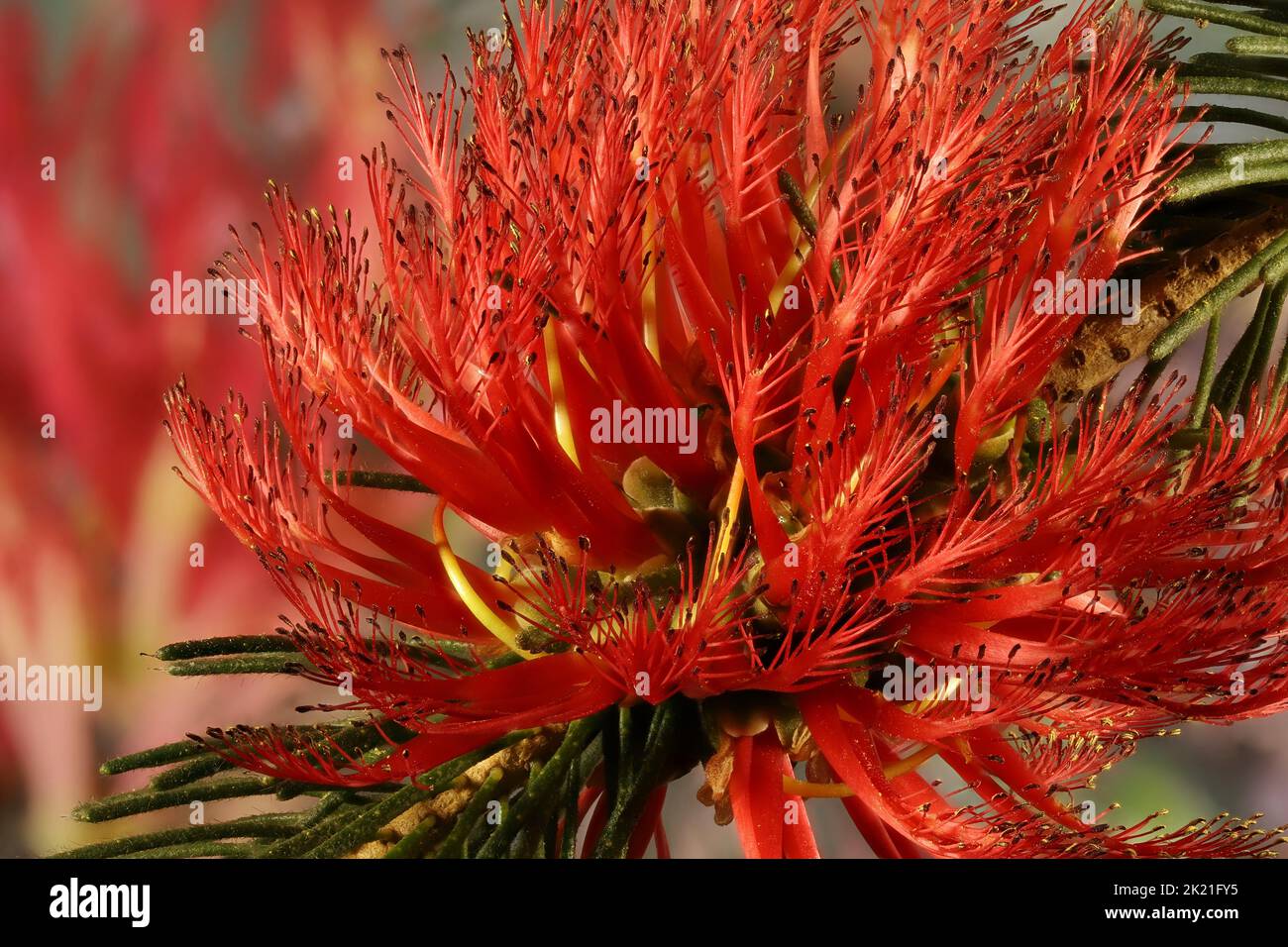 Pennello da bottino (Calotamnus quadrifidus) con fiori rossi disposti nell'infiorescenza Foto Stock