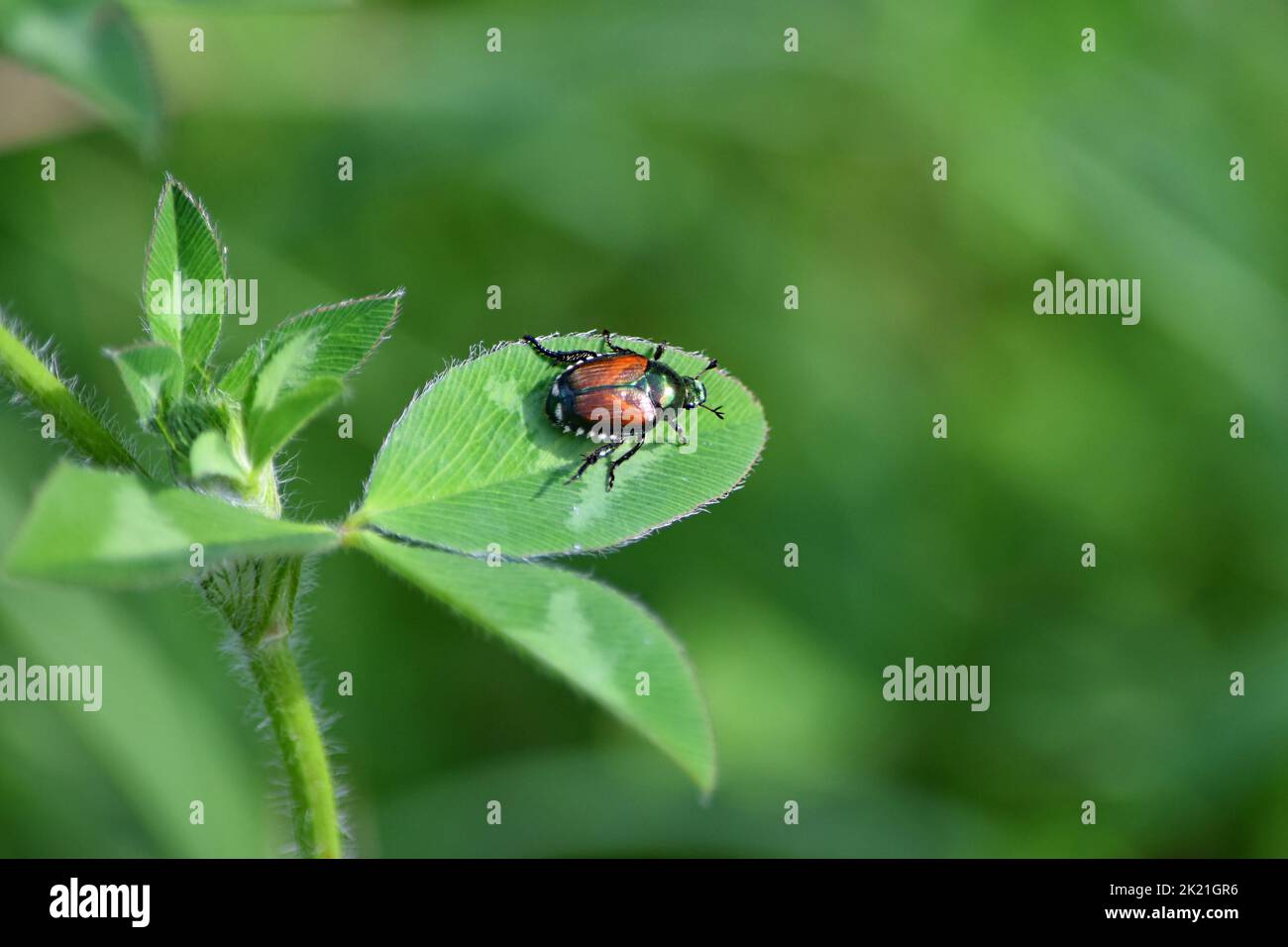Primo piano di scarabeo giapponese su una foglia di pianta. Foto Stock