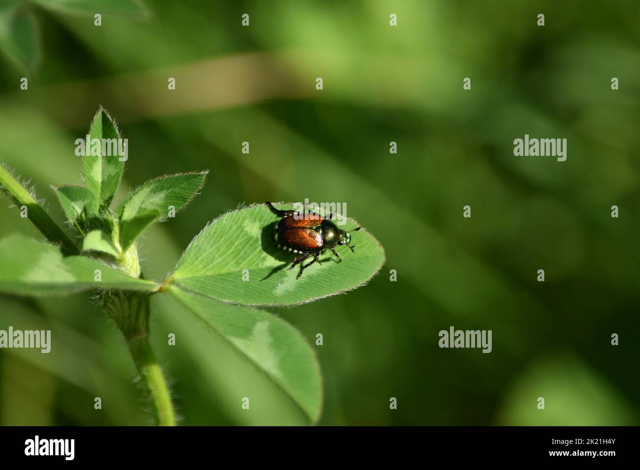 Primo piano di scarabeo giapponese su una foglia di pianta. Foto Stock