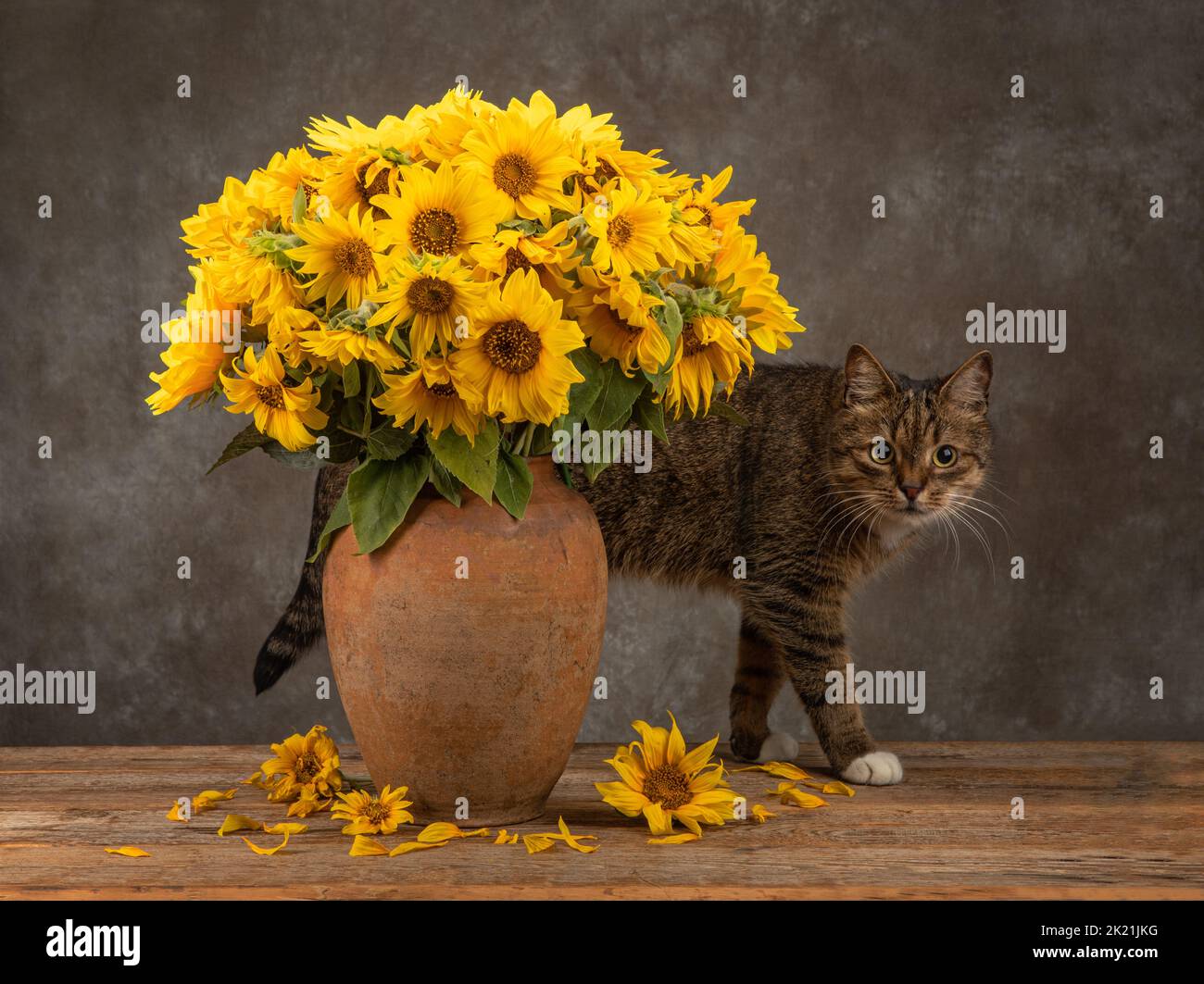 Bouquet di girasoli in un antico vaso di argilla e gatto domestico in luce drammatica Foto Stock