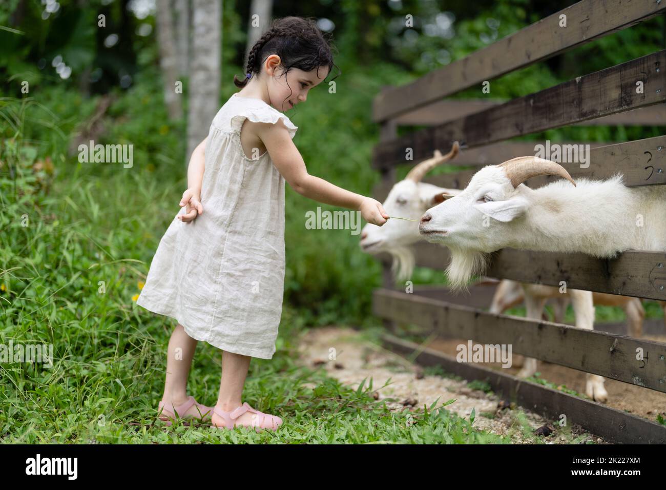 ragazza di 4 anni che alimenta capre Foto Stock