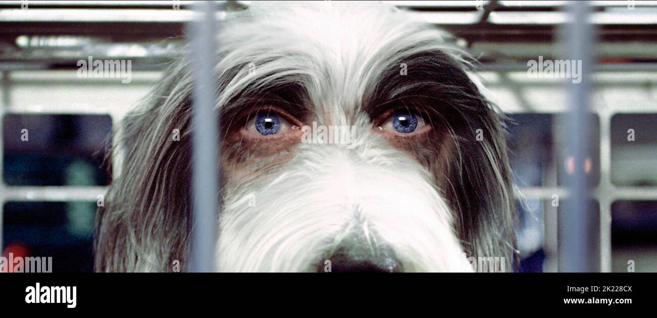 TIM ALLEN, il cane Shaggy, 2006 Foto Stock