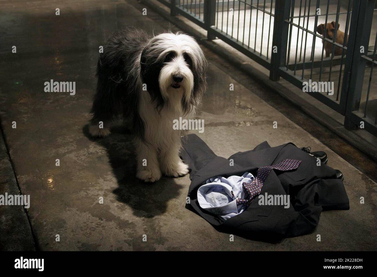 SHEEPDOG, il cane Shaggy, 2006 Foto Stock