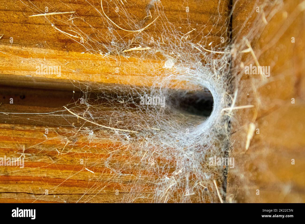 Nido di ragno. Case di legno sono nido di ragno Foto Stock