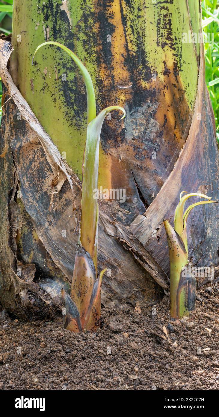 vista ravvicinata di giovani piante di banana e germogli o ventose vicino all'albero madre, copia spazio Foto Stock