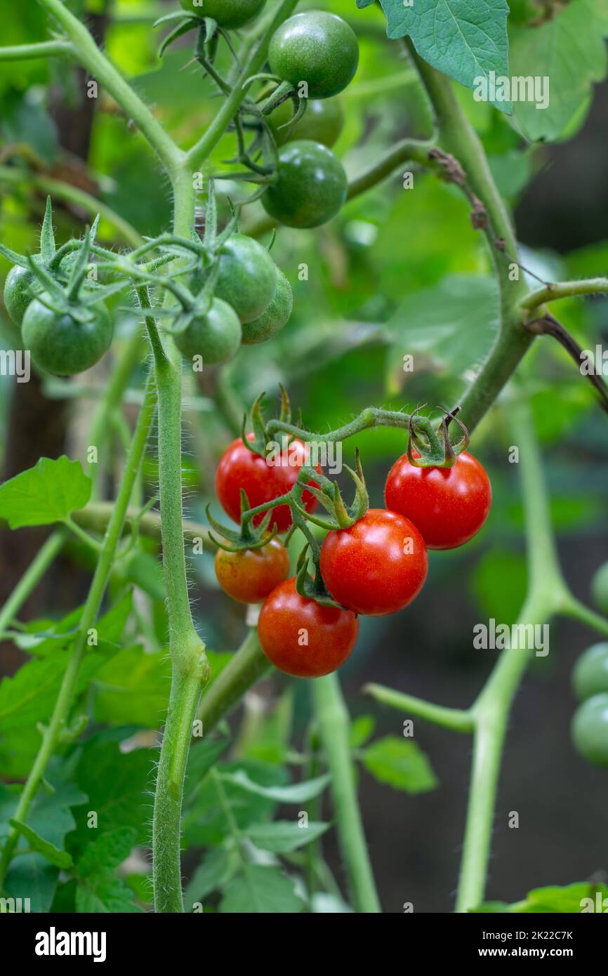 vista ravvicinata della pianta di ciliegia con pomodori maturi e non maturi su sfondo verde naturale, messa a fuoco morbida con spazio per il testo Foto Stock