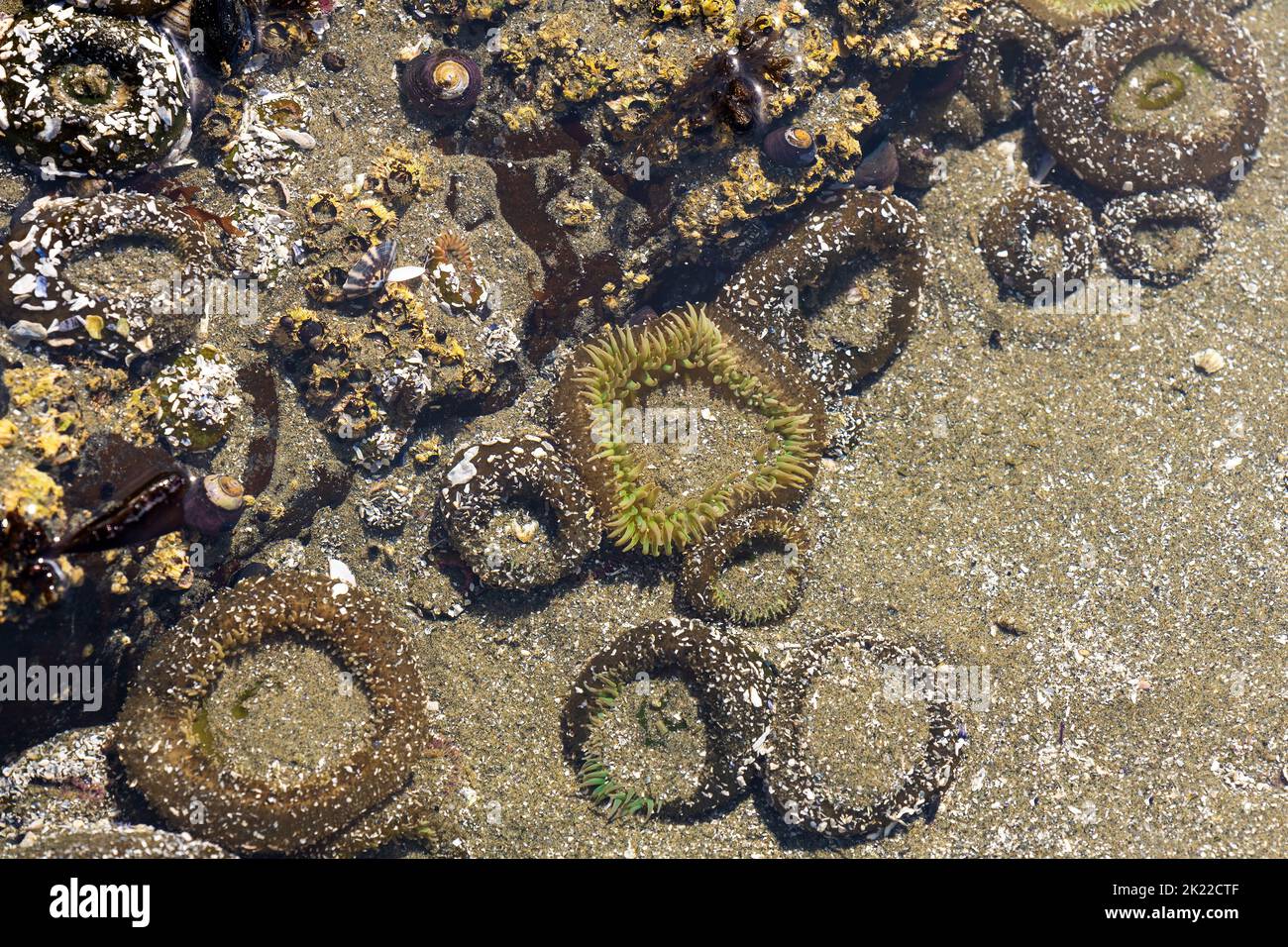 Anemoni marini con la bassa marea, Chesterman Beach, Tofino, Vancouver Island, Canada. Foto Stock