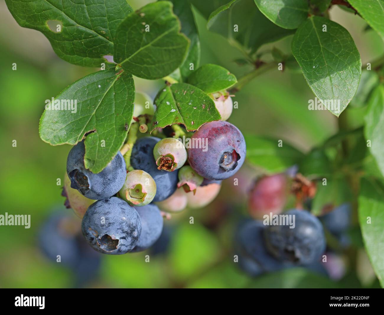 Maturazione di mirtilli che crescono su cespuglio, pianta di Vaccinium corymbosum Foto Stock