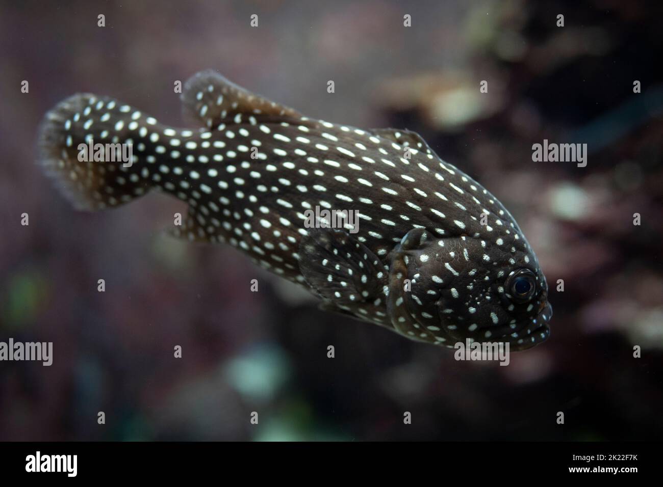 Pesce soapa strisce di Goldenstried Grammistes sexlineatus aka foderato pesce soapfish, spigola a strisce dorate, pesce radio, pesce soapfish sixline, persico a sei linee Foto Stock