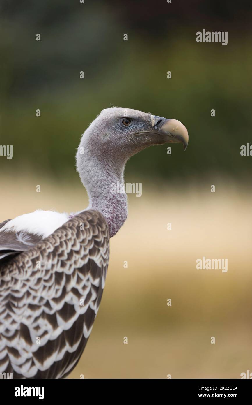 Ruppell's griffon Vulture Gyps rueppellii, ritratto femminile adulto, condizioni controllate Foto Stock