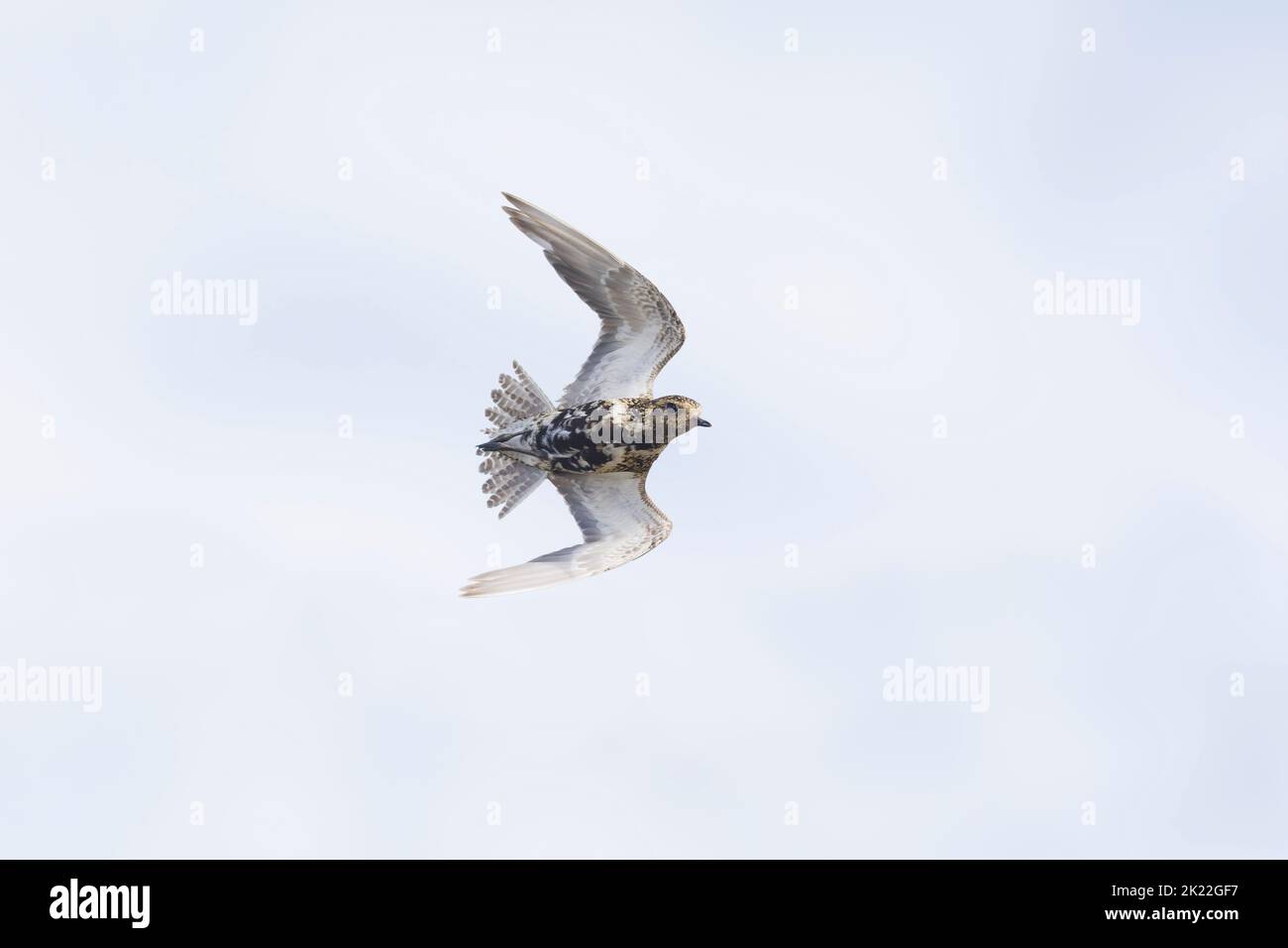 Golden plover Pluvialis albicaria, adulto che entra in volo piumaggio invernale, RSPB Titchwell Nature Reserve, Norfolk, Inghilterra, settembre Foto Stock