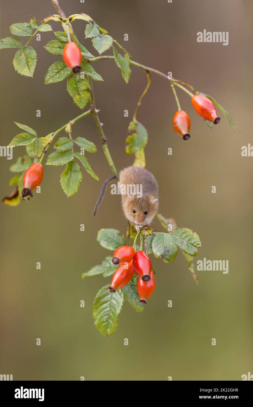 Raccogliere il topo Micromys minutus, adulto in piedi sul cane rosa ramoscello con bacche, Suffolk, Inghilterra, settembre, condizioni controllate Foto Stock