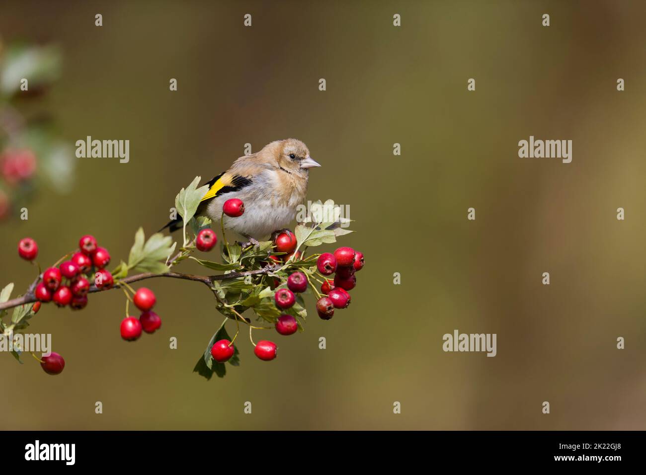 Carduelis carduelis, giovane arroccato su ramo di biancospino con bacche, Suffolk, Inghilterra, settembre Foto Stock