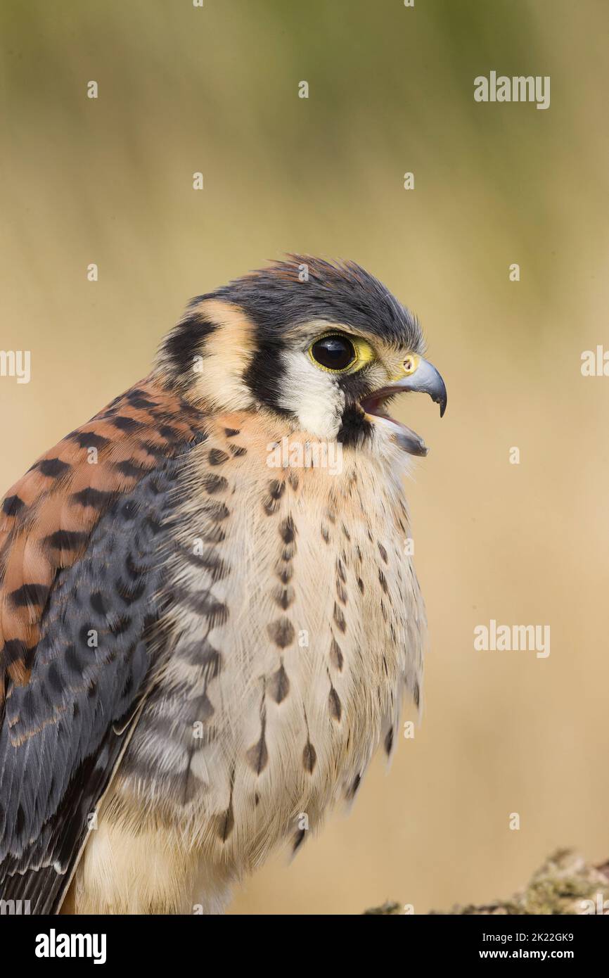 Gheppio americano Falco sparverius, chiamata maschile immatura, condizioni controllate Foto Stock