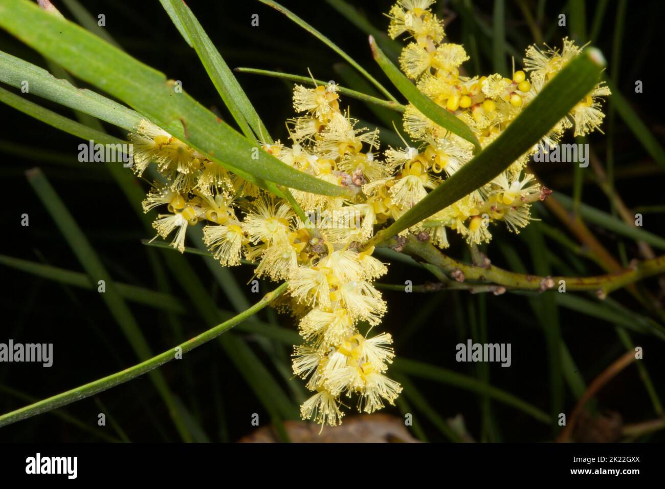 I wattles a Hochkins Ridge sono stati oltre il loro meglio, dopo tutta la pioggia, ma questo Wattle di Sallow (Acacia mucronata) stava mettendo su un buon spettacolo. Foto Stock