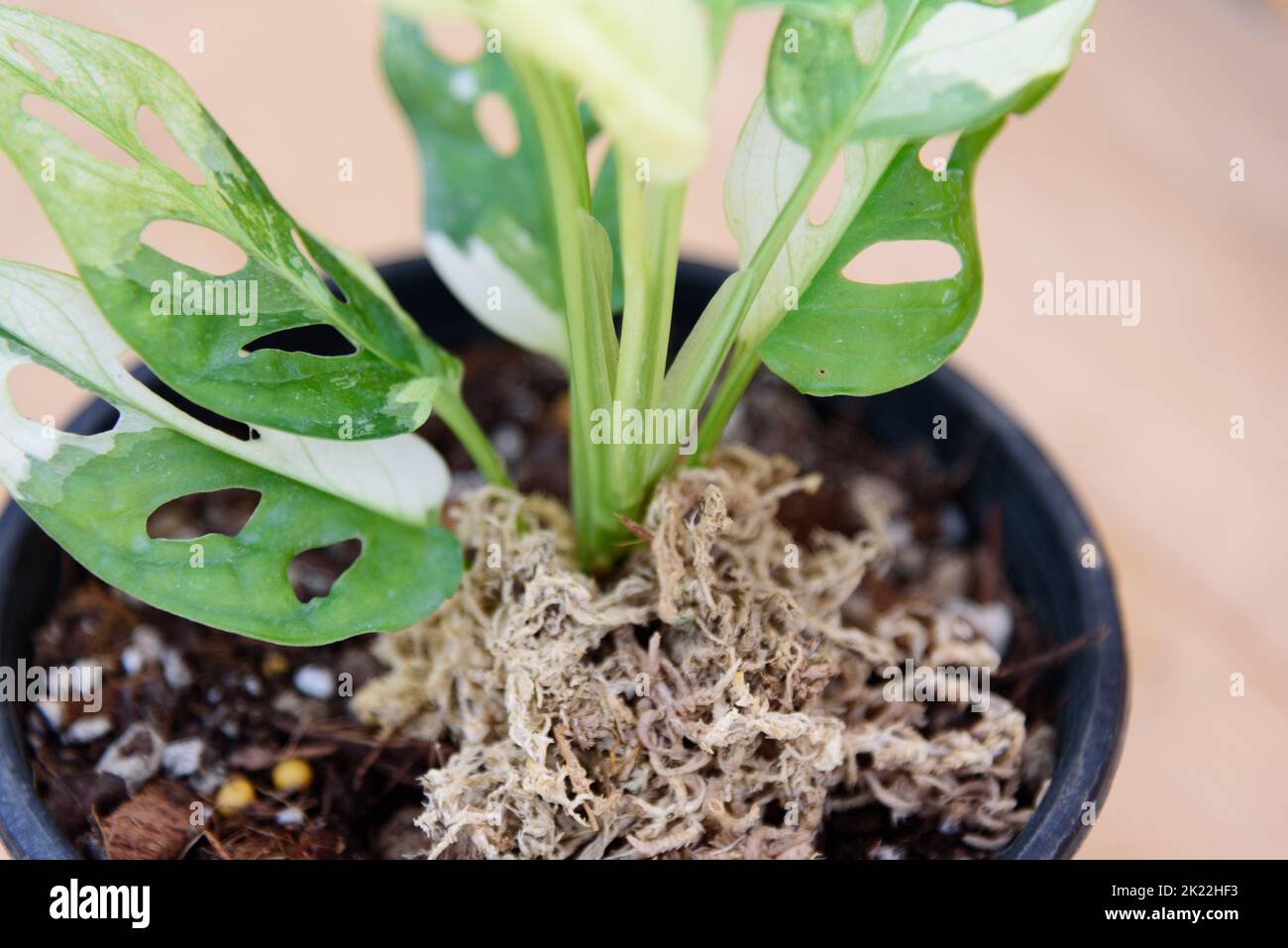 Utilizzare il muschio di sphagnum per la radice Decoy per piantare la monstera adansonii albo variegata nel vaso Foto Stock