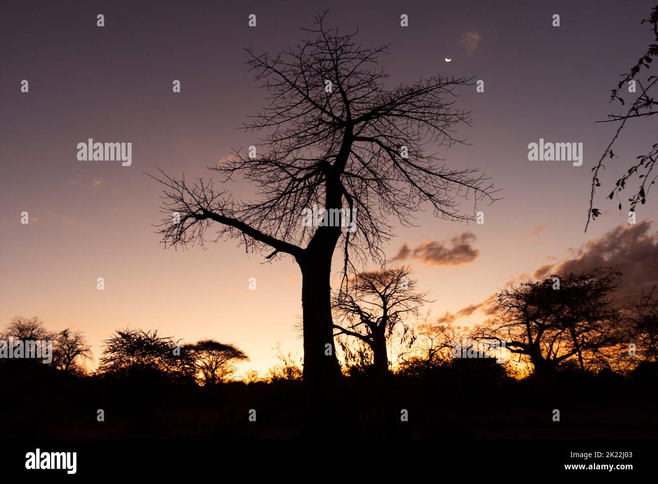 I baobab si trovano al crepuscolo nel Parco Nazionale di Ruaha. Uno dei primi alberi a mettere le loro foglie prima che la stagione asciutta si stabilì in Foto Stock