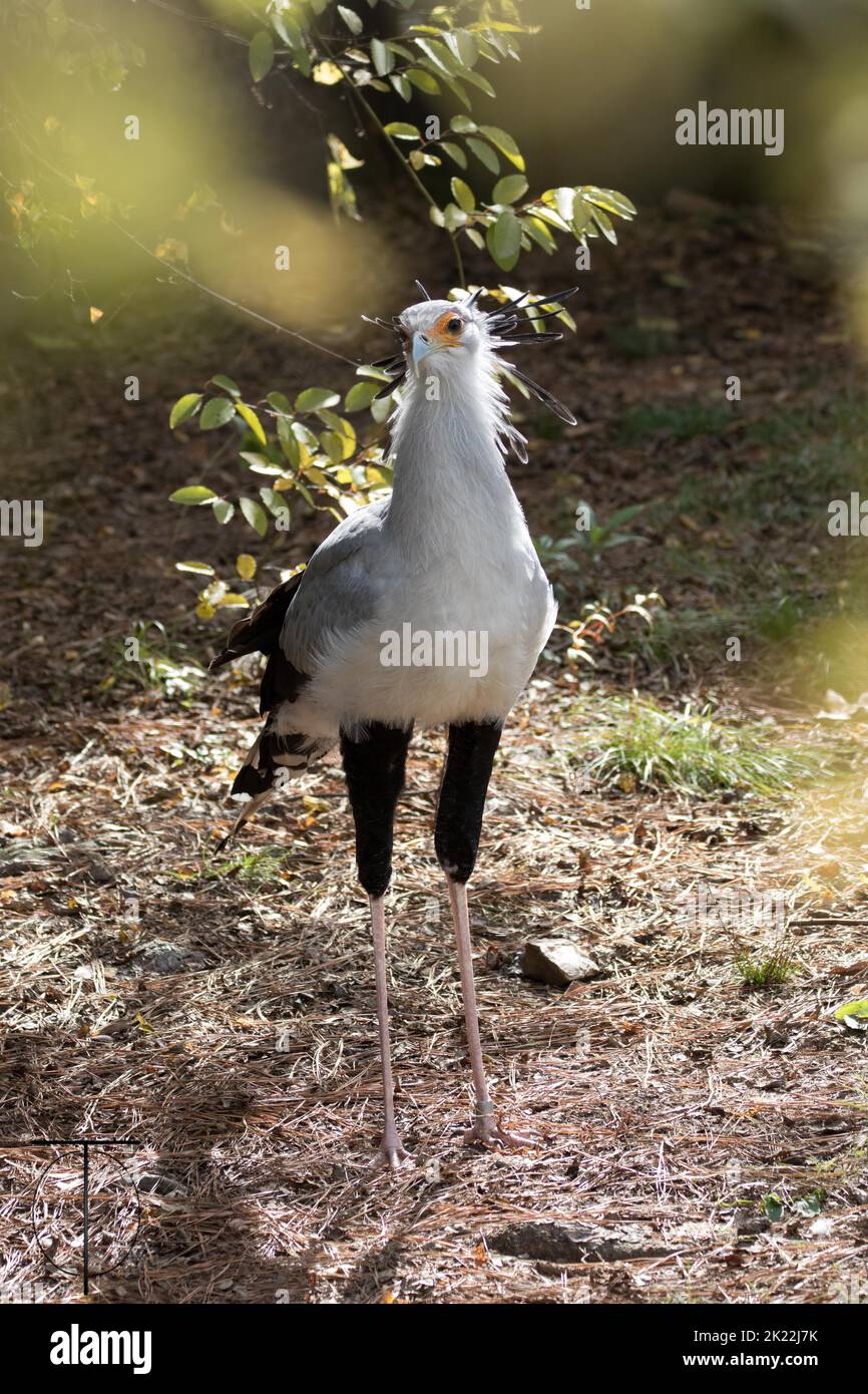 Una verticale di un uccello di segretaria in Africa. Foto Stock