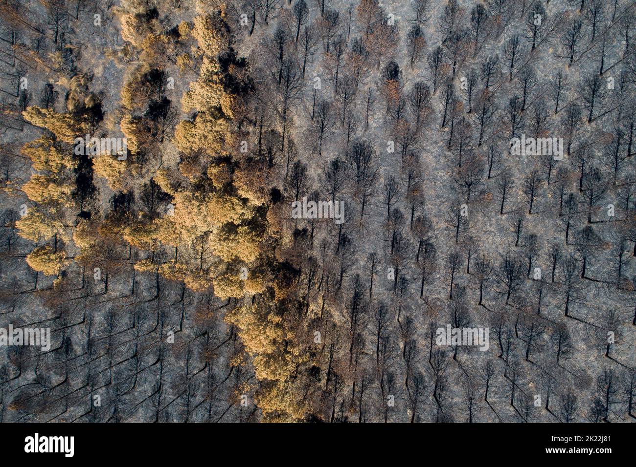 vista dall'alto della pineta bruciata. foresta morta dopo il fuoco. foto del drone. Alberi bruciati dopo un fuoco di foresta. Catastrofica ecologica Foto Stock
