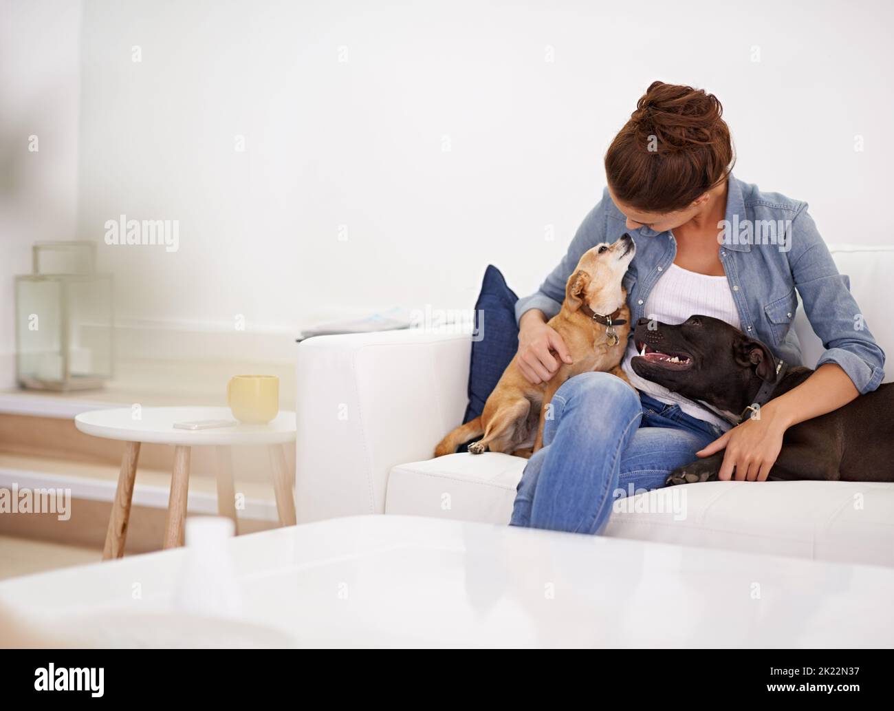 Theyre i suoi compagni canini. Una giovane donna che si rilassa con i suoi cani sul divano. Foto Stock