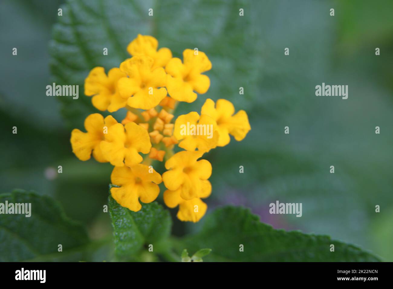 primo piano di fiori tropicali gialli Foto Stock