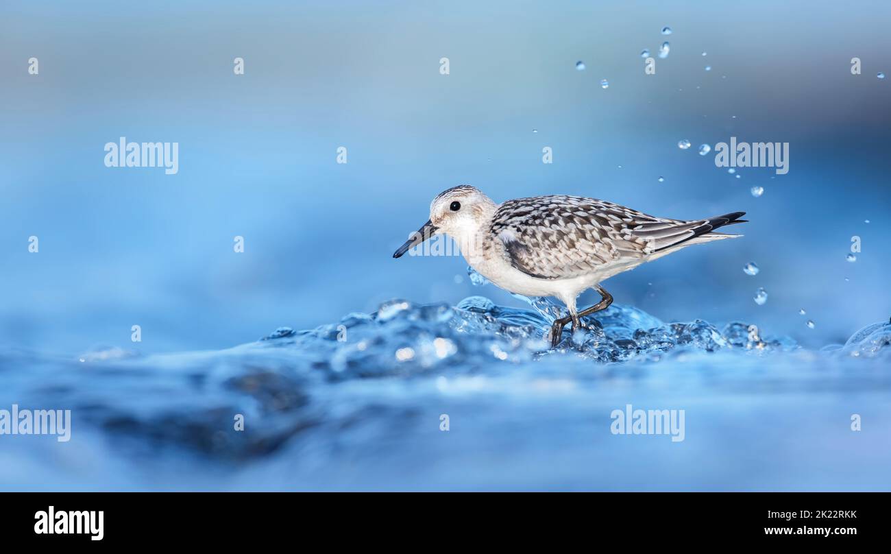 Calidris alba arenaria sabbiosa cammina in acqua e cerca di cibo nelle onde, la foto migliore. Foto Stock