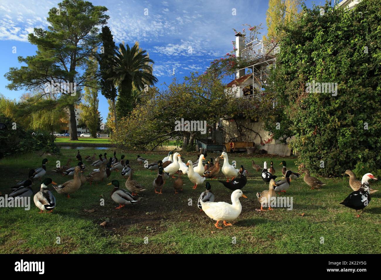 Raccolta di anatre che si muovono liberamente nel parco Foto Stock