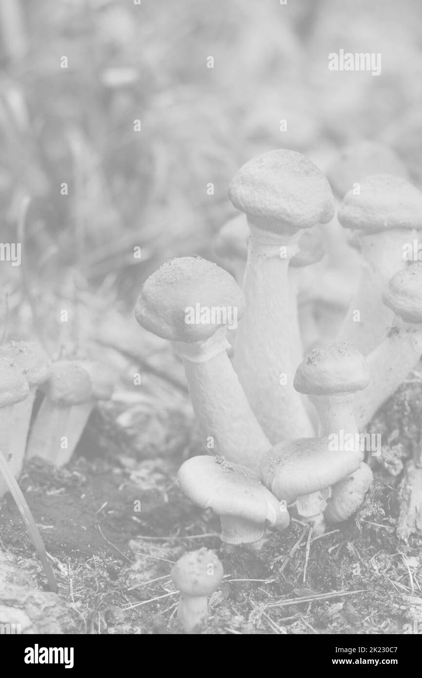 Una famiglia di funghi selvatici che crescono nel prato in bianco e nero sbiadito. Foto Stock