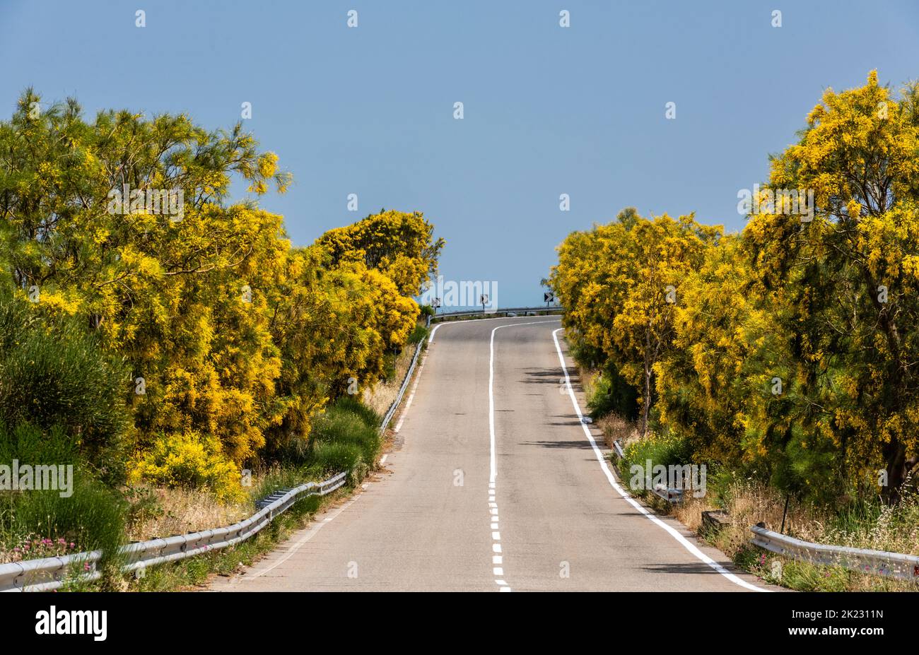 La scopa dell'Etna (Genista aetnensis) in fiore, una vista spettacolare in estate che cresce sulle pendici del famoso vulcano siciliano Foto Stock