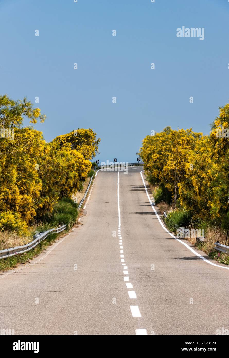 La scopa dell'Etna (Genista aetnensis) in fiore, una vista spettacolare in estate che cresce sulle pendici del famoso vulcano siciliano Foto Stock