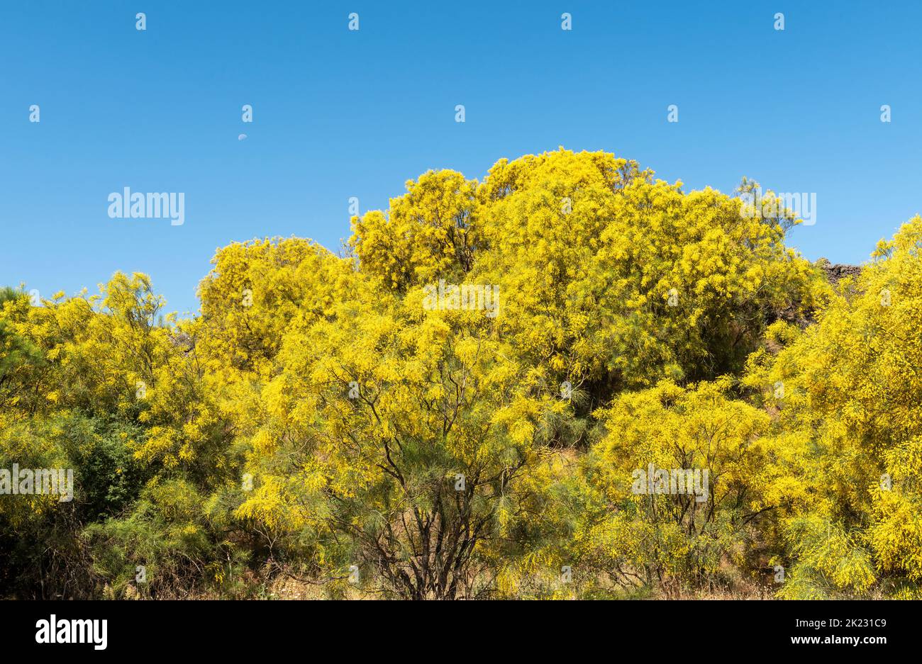 La scopa dell'Etna (Genista aetnensis) in fiore, una vista spettacolare in estate che cresce sulle pendici del famoso vulcano siciliano Foto Stock
