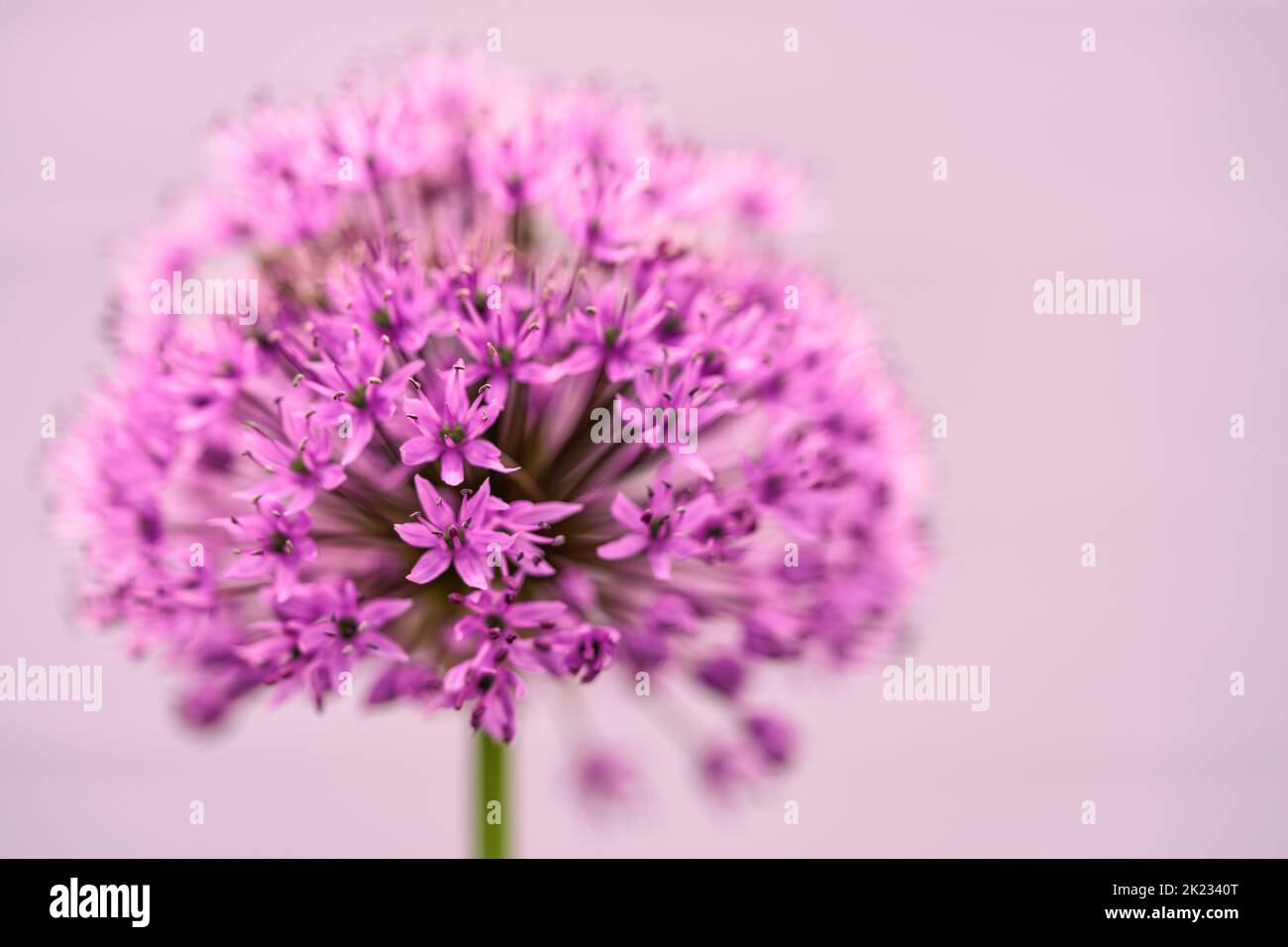 Bellissima fiore di allio ornamentale viola in primo piano su uno sfondo rosa morbido. Profondità di campo ridotta per creare un'immagine armoniosa e sognante della fioritura Foto Stock