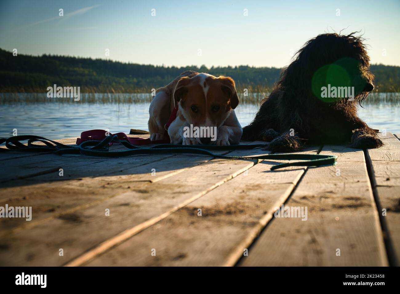 Amanti del cane sdraiati su un molo e guardando il lago in Svezia. Goldendoodle e razza mista. Amicizia animale. Foto di animali con fascino. Foto Stock