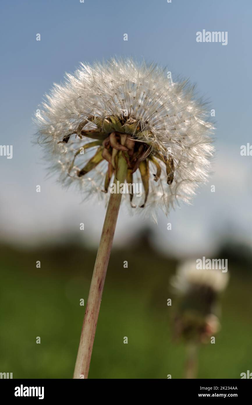 Splendidamente illuminato primo piano di una testa di semi di dente di leone contro un cielo blu chiaro. Foto Stock