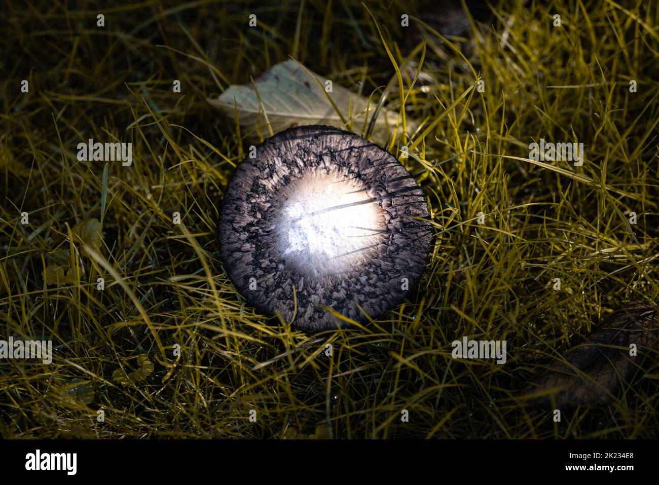 Primo piano di un fungo in erba nei colori autunnali Foto Stock