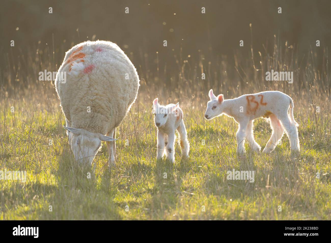 Primo piano di una pecora madre insieme ai suoi due agnelli in una luminosa e soleggiata mattinata di febbraio, che pascolano all'aperto in un campo di campagna. Foto Stock