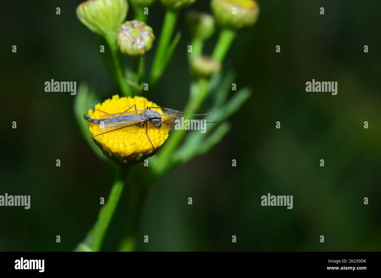 Chironomidae, noto anche come mosca lacustre Foto Stock