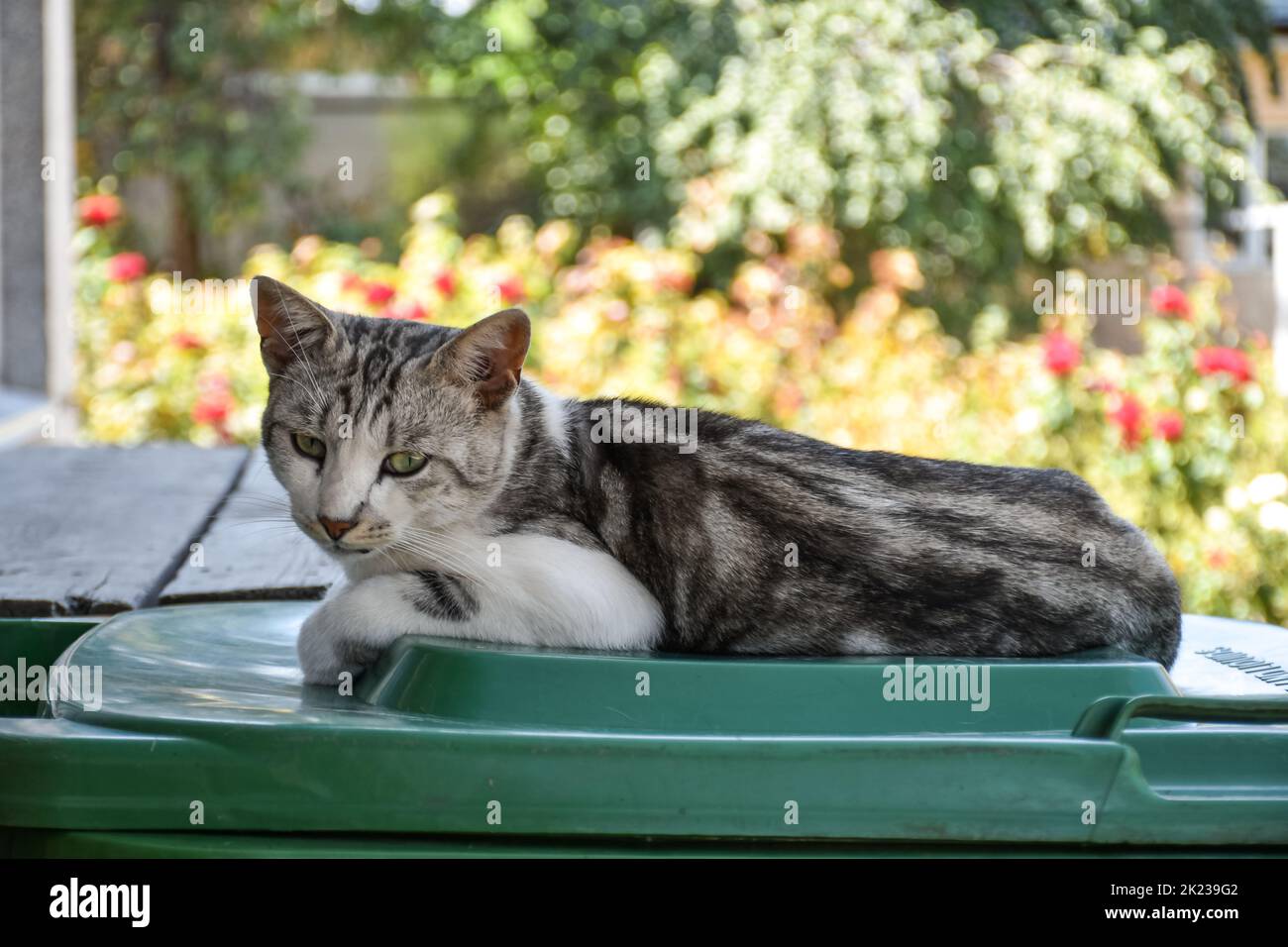 Un giovane gatto di campagna si trova all'ombra nel cortile Foto Stock