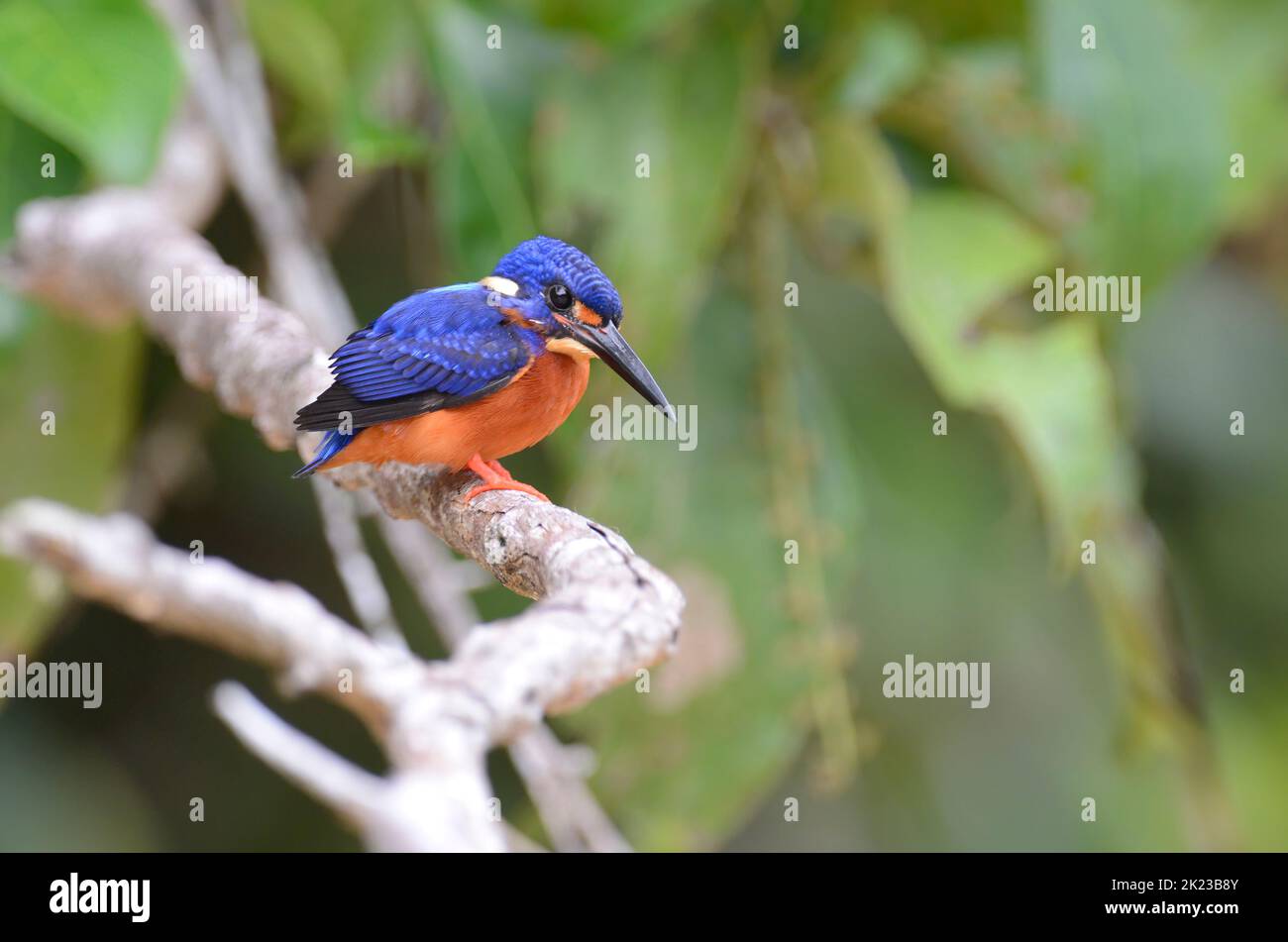 Martin pescatore dalle orecchie blu (Alcedo meninting), conosciuto anche come il Martin pescatore blu profondo Foto Stock