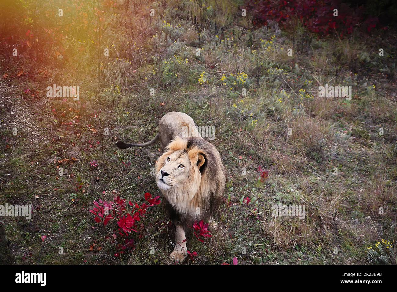 Singolo leone guardare regale in piedi orgogliosamente su un esterno in un'area protetta Foto Stock